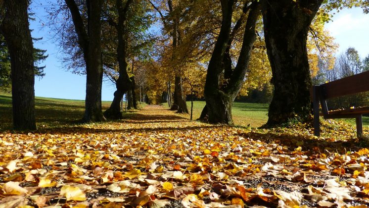 fallen leaves in Leicester & Loughborough