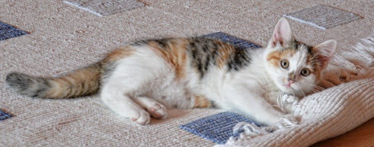 carpet fray repairs