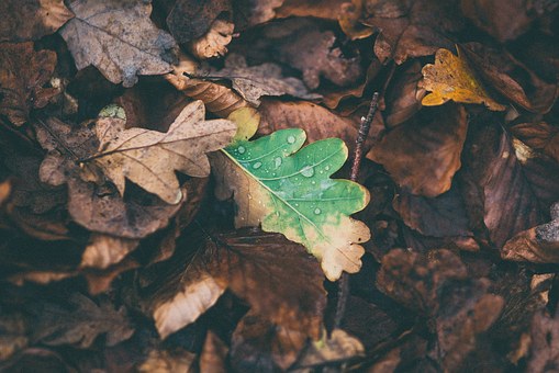 Fallen leaves spread bacteria